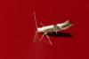 Argyresthia spinosella